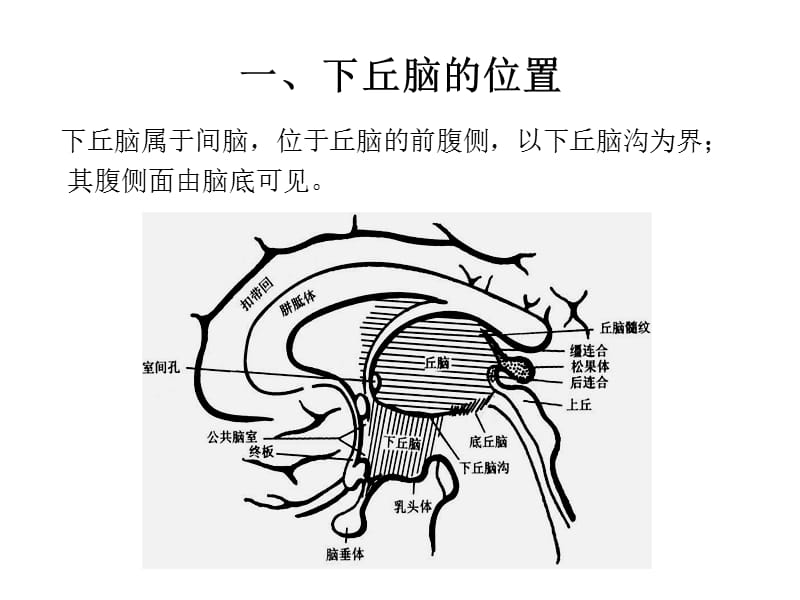 下丘脑的结构、机能与临床yin-PPT文档资料.ppt_第1页