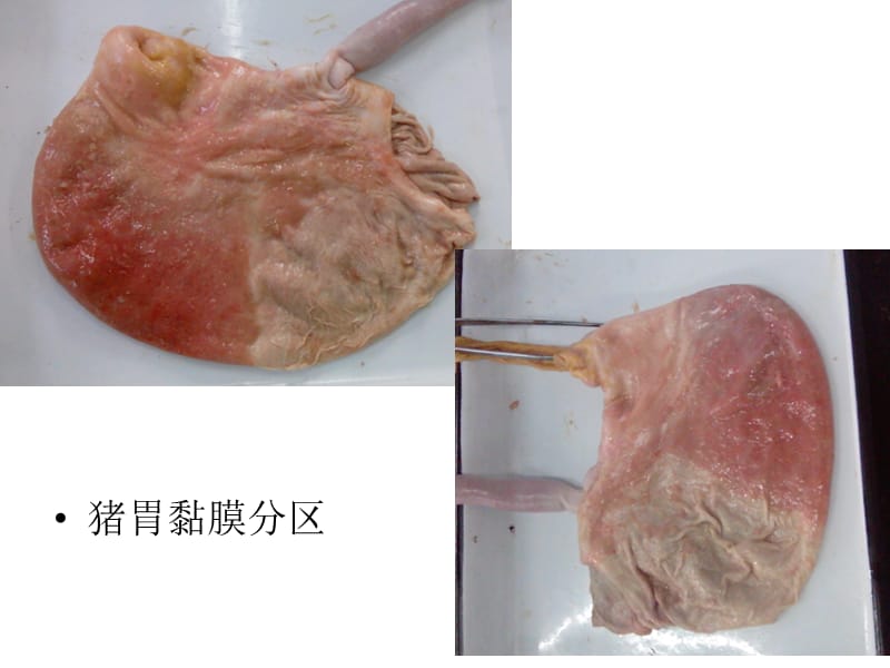 最新猪实体解剖图片自拍-PPT文档.ppt_第2页