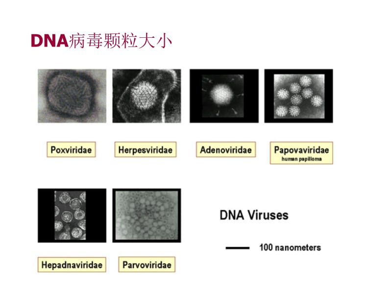 最新第二十一章病毒的结构-PPT文档.ppt_第2页