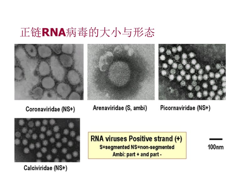 最新第二十一章病毒的结构-PPT文档.ppt_第3页