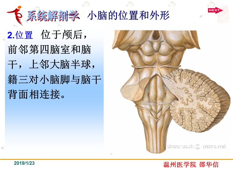 中枢神经系统-小脑-精选文档.ppt_第2页