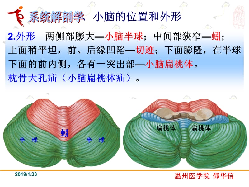 中枢神经系统-小脑-精选文档.ppt_第3页