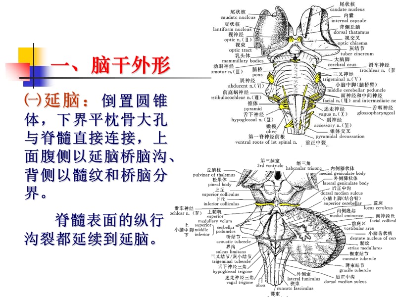 最新：2018年21--中枢神经系统二-文档资料.ppt_第2页