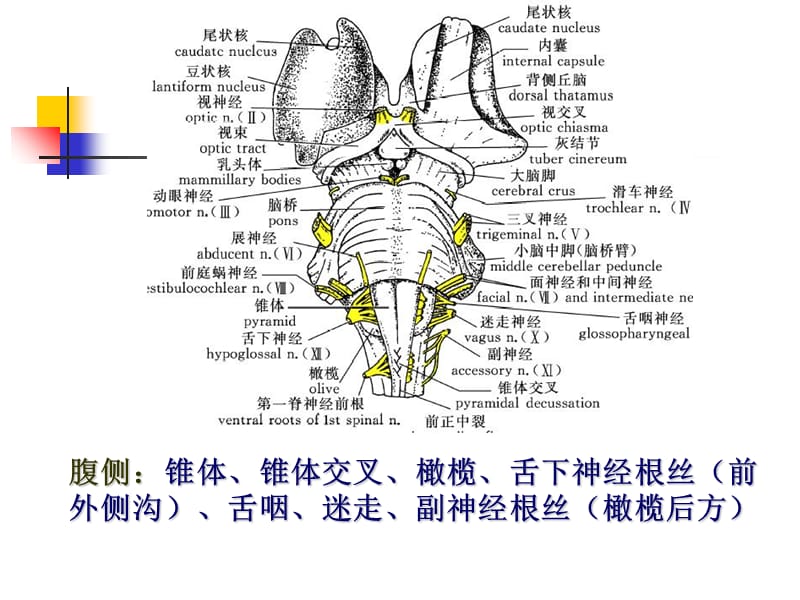 最新：2018年21--中枢神经系统二-文档资料.ppt_第3页