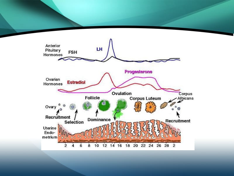 功能失调性子宫血课件-PPT文档.ppt_第2页