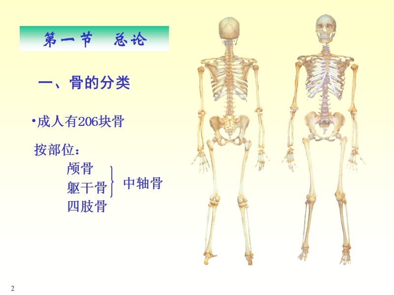 最新人体解剖骨学-PPT文档.ppt_第2页