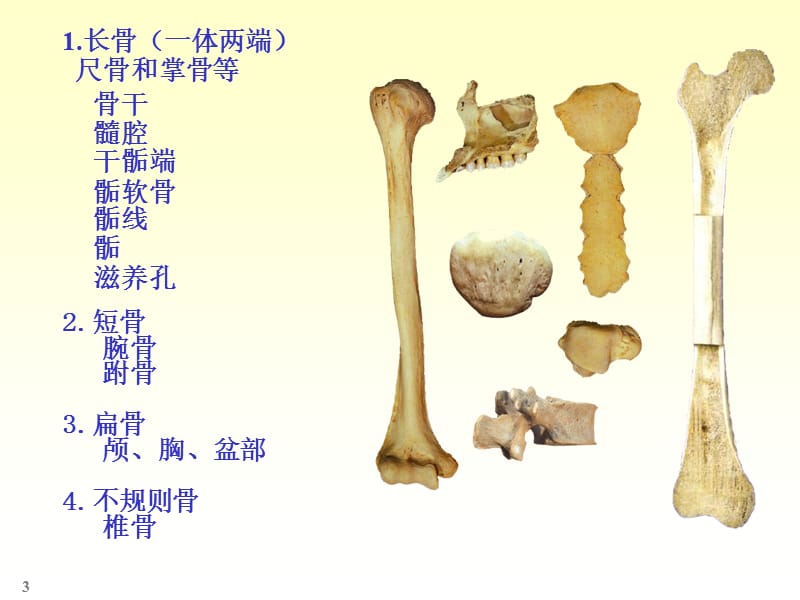 最新人体解剖骨学-PPT文档.ppt_第3页