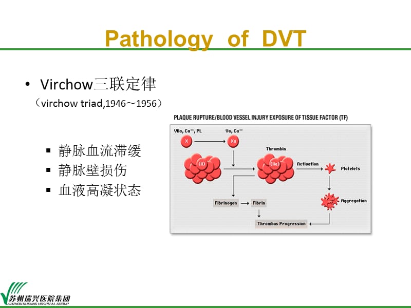 最新下肢深静脉血栓形成防治-PPT文档.ppt_第2页