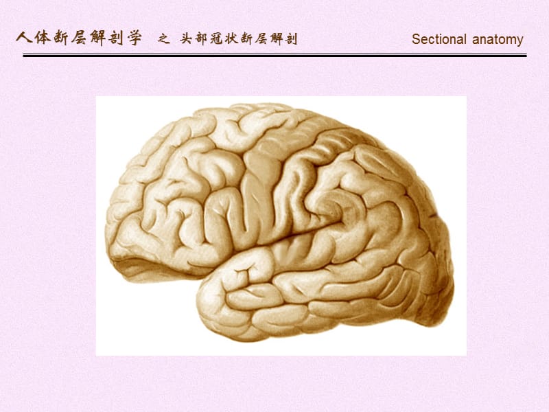 人体断面解剖学-头部冠状断层解剖-精选文档.ppt_第1页