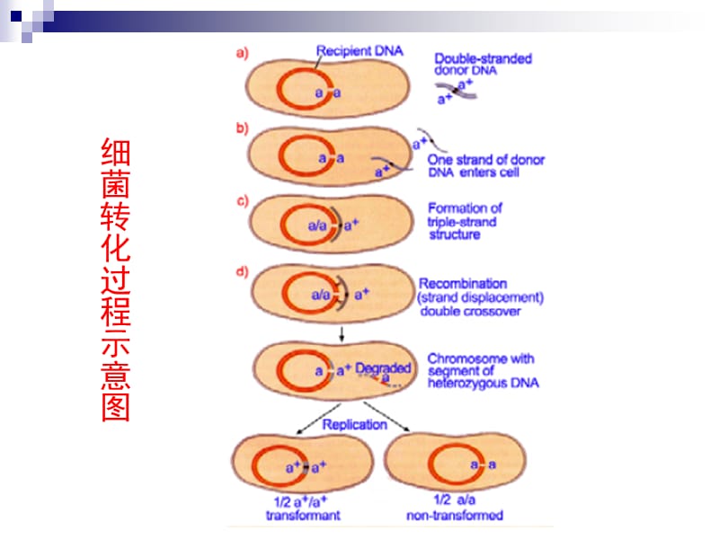 6细菌和噬菌体的重组作图-文档资料.ppt_第3页