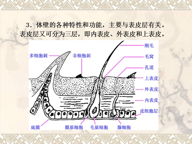 体壁和肌肉3-03-PPT文档资料.ppt_第2页