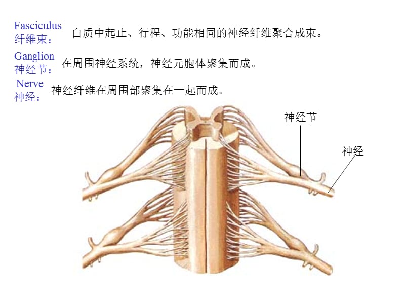 最新总论与脊髓课件-PPT文档.ppt_第2页