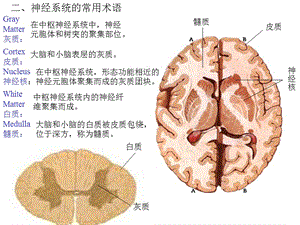 最新总论与脊髓课件-PPT文档.ppt