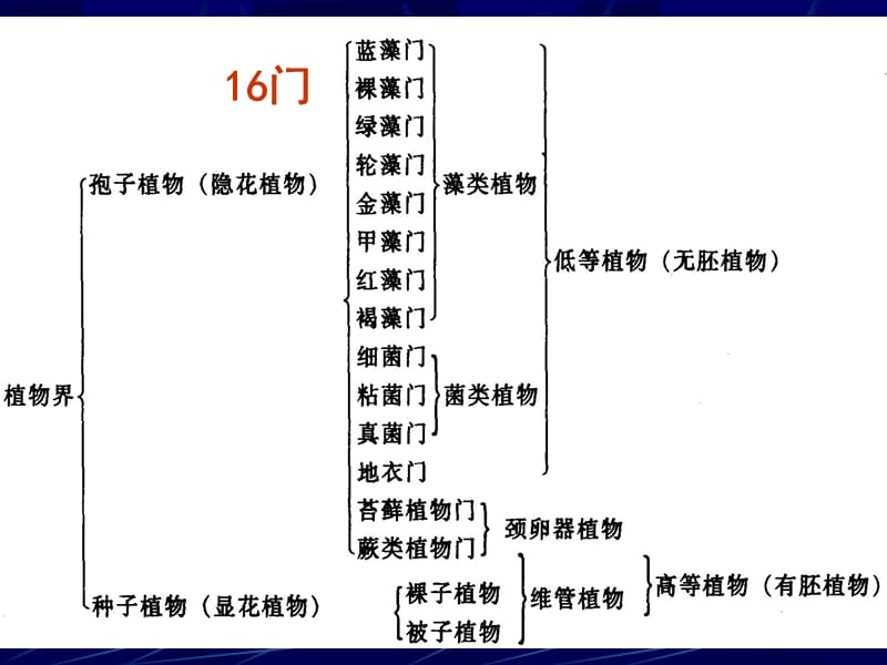 最新植物解剖学基础-PPT文档.ppt_第2页