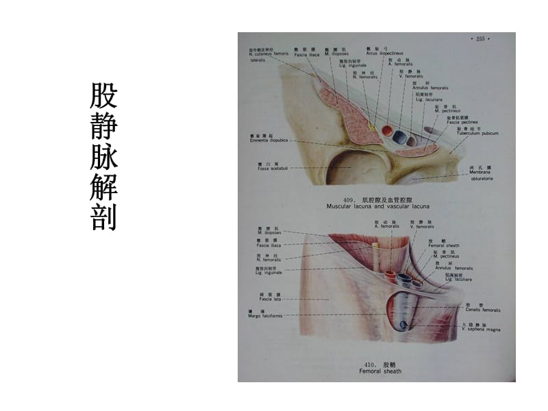 最新股静脉穿刺-PPT文档.pptx_第1页