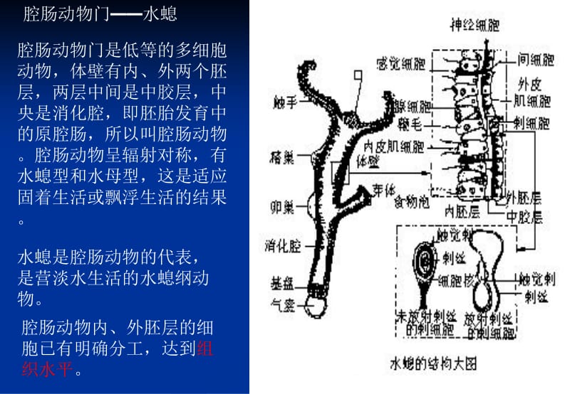 动物解剖和分类2-精选文档.ppt_第3页