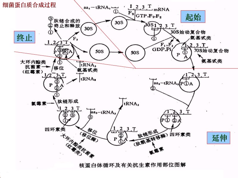 41：氨基糖苷类-临床-PPT文档资料.ppt_第3页