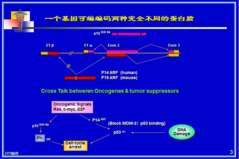 resources肿瘤问题-PPT文档资料.ppt_第3页