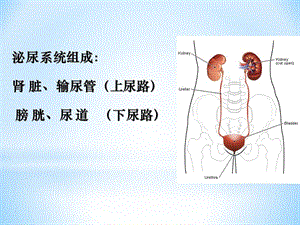 最新：泌尿、男性生殖系统疾病的主要症状和特殊检查-文档资料.pptx