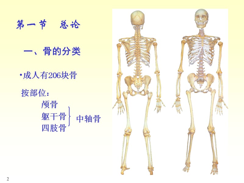 人体解剖实验-文档资料.ppt_第2页