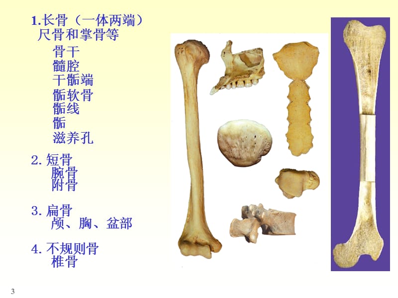 人体解剖实验-文档资料.ppt_第3页