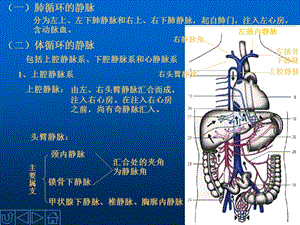 最新：2-4静脉安徽中医学院-PPT文档.ppt