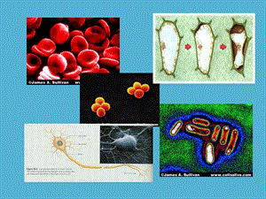 最新生物：32《细胞器——系统内的分工合作》课件新人教版必修1-PPT文档.ppt