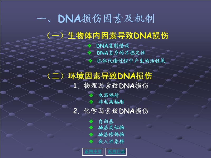 最新第04章 DNA损伤课件-PPT文档.ppt_第3页