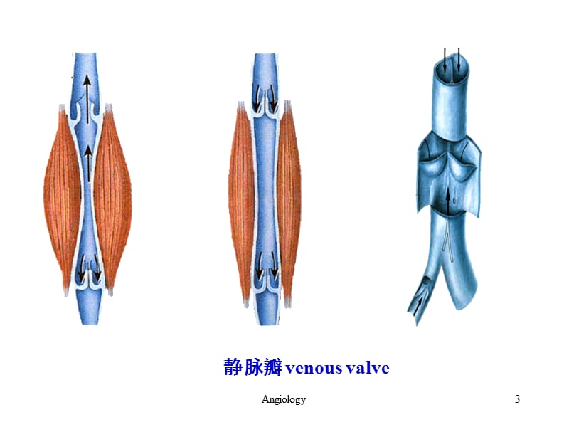 最新系统解剖学——静脉-PPT文档.ppt_第3页
