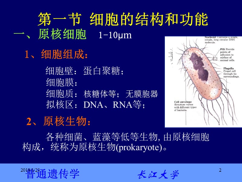 普通遗传学2第二章 遗传的细胞学基础-文档资料.ppt_第2页