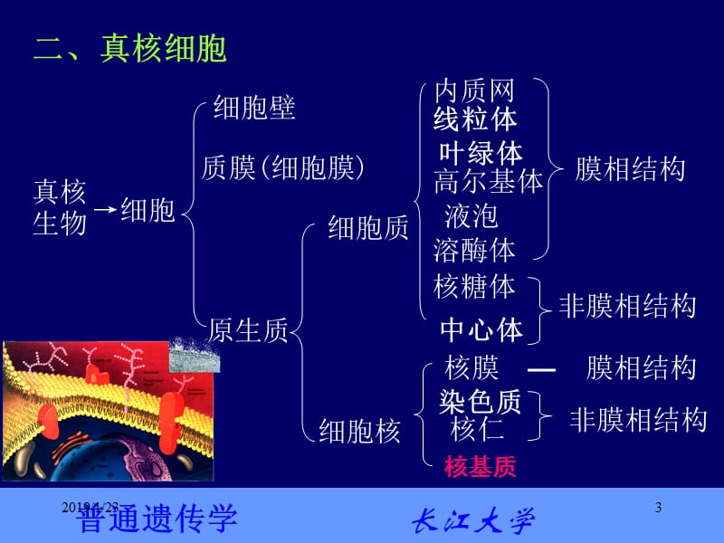 普通遗传学2第二章 遗传的细胞学基础-文档资料.ppt_第3页