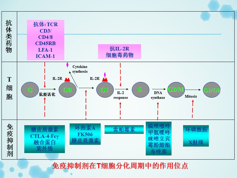 最新免疫抑制剂的临床应用ppt课件-PPT文档.ppt_第3页