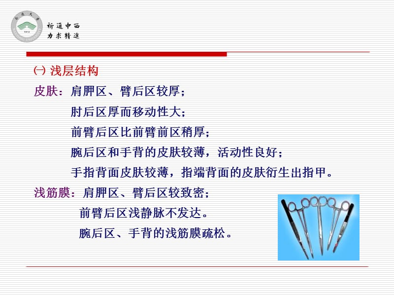 医用局部解剖学-肩胛区、三角肌区、臂和前臂后区、腕后区、手背和手指背面-精选文档.ppt_第1页