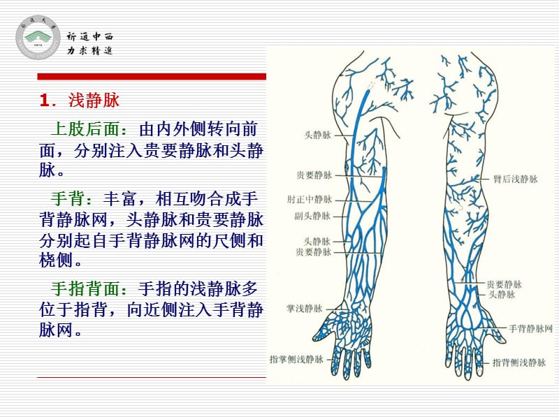 医用局部解剖学-肩胛区、三角肌区、臂和前臂后区、腕后区、手背和手指背面-精选文档.ppt_第2页