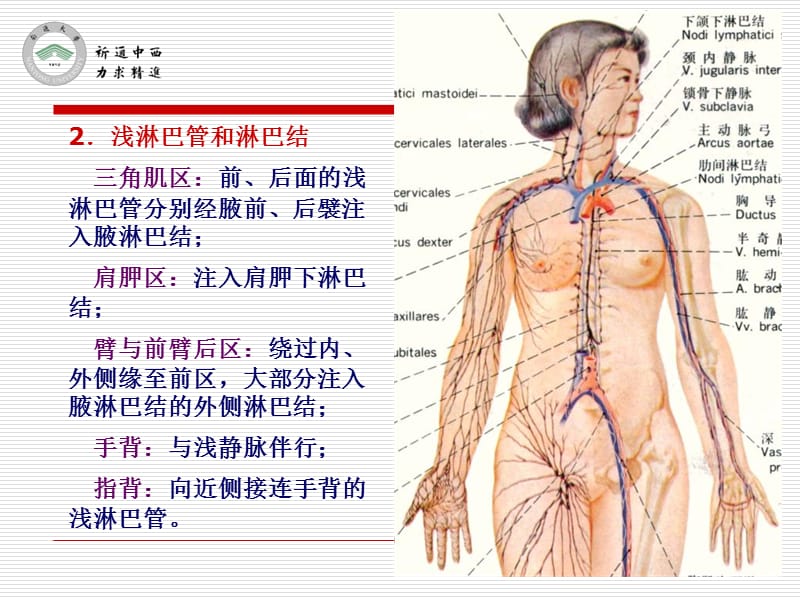 医用局部解剖学-肩胛区、三角肌区、臂和前臂后区、腕后区、手背和手指背面-精选文档.ppt_第3页