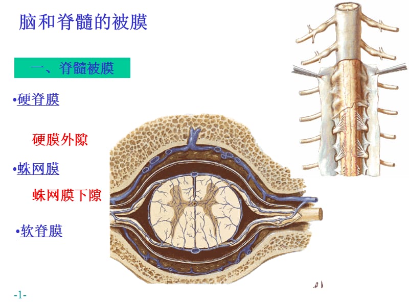 最新中枢N系统-被膜、血管、循环-PPT文档.ppt_第1页