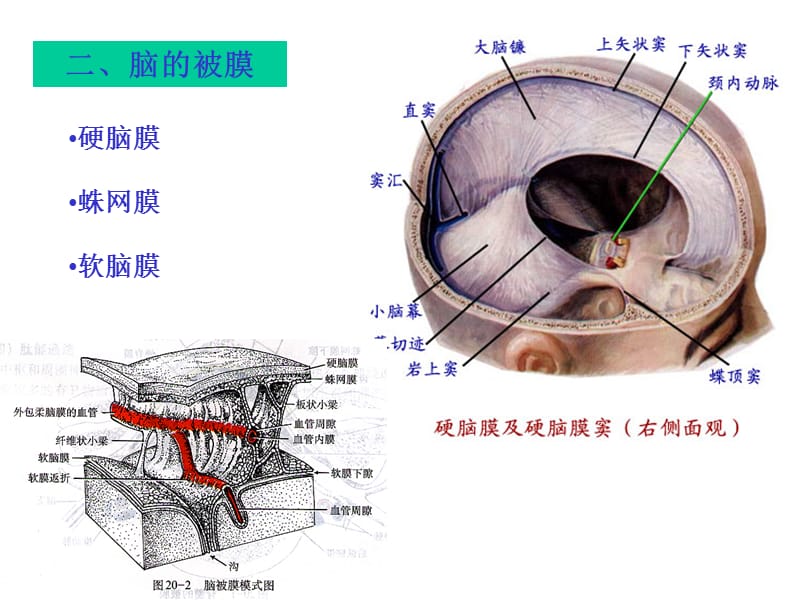 最新中枢N系统-被膜、血管、循环-PPT文档.ppt_第2页