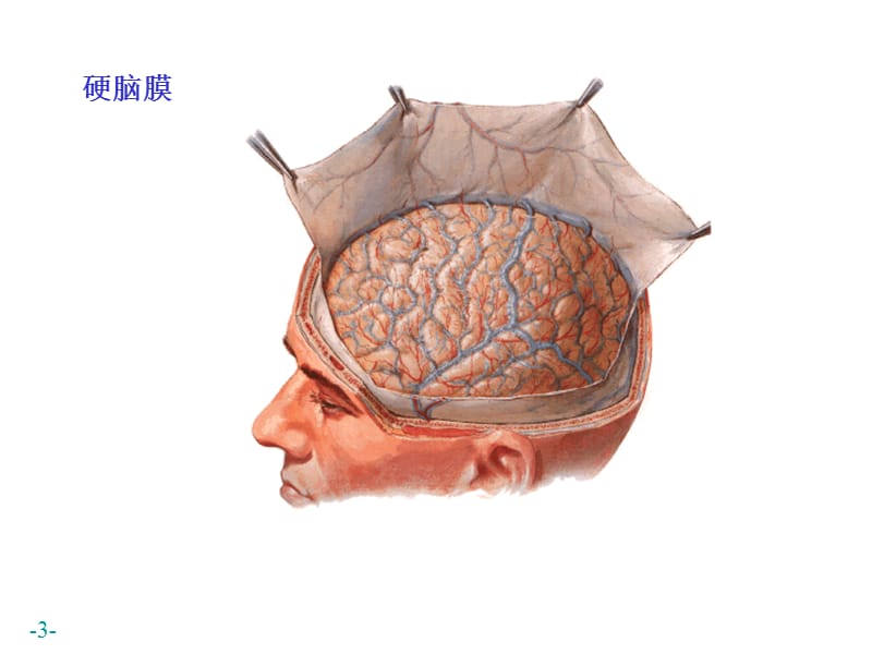 最新中枢N系统-被膜、血管、循环-PPT文档.ppt_第3页