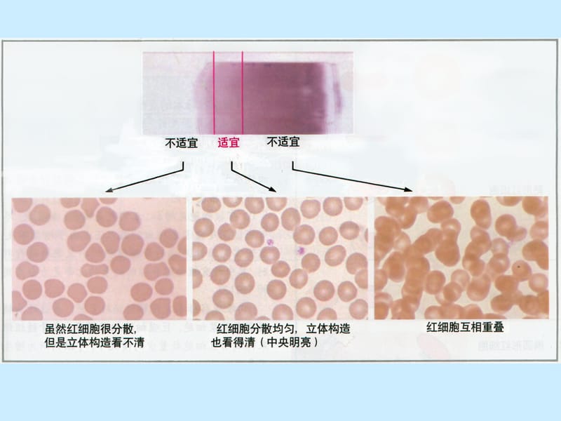 医学免疫学-外周血细胞形态的观察-重要！-PPT文档.ppt_第2页