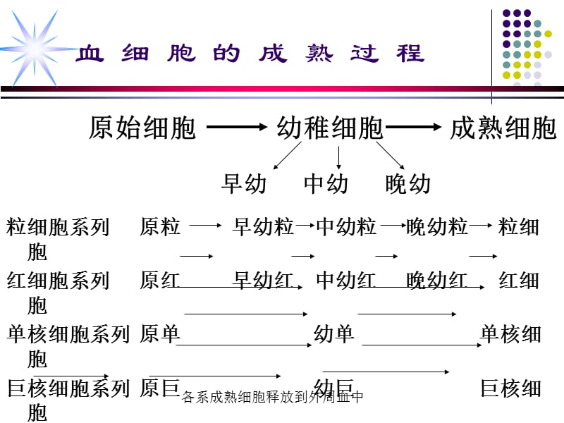 修改血细胞形态特征及常见血液病的血液学特征-PPT课件.ppt_第3页