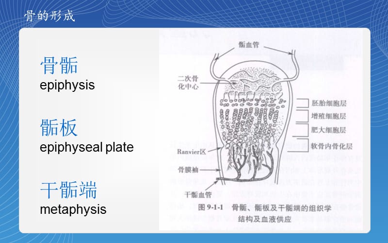 最新：《骨骺损伤分型》ppt课件-文档资料.ppt_第2页