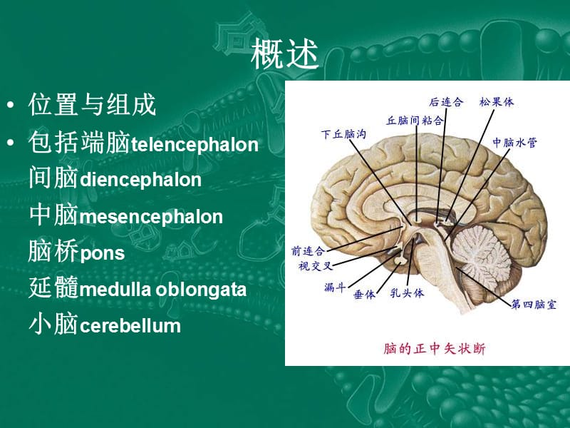 最新神经外科教学-PPT文档.ppt_第2页