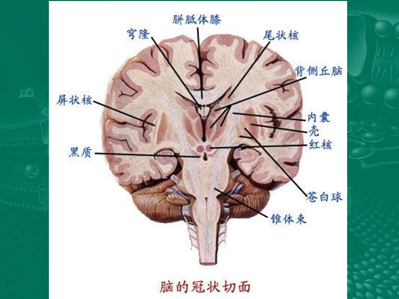 最新神经外科教学-PPT文档.ppt_第3页