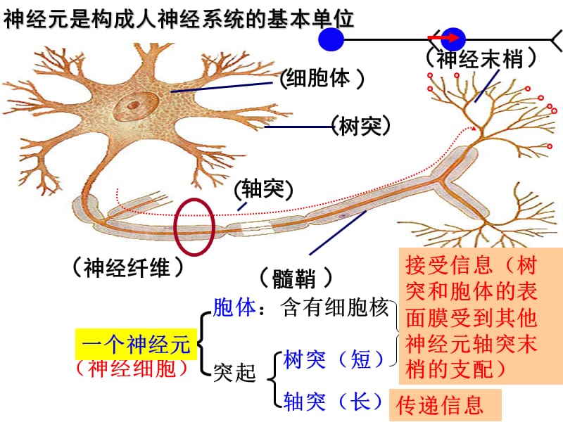 最新神经系统的结构与功能一轮复习2014-3-3ppt课件-PPT文档.ppt_第1页