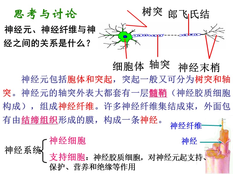 最新神经系统的结构与功能一轮复习2014-3-3ppt课件-PPT文档.ppt_第2页