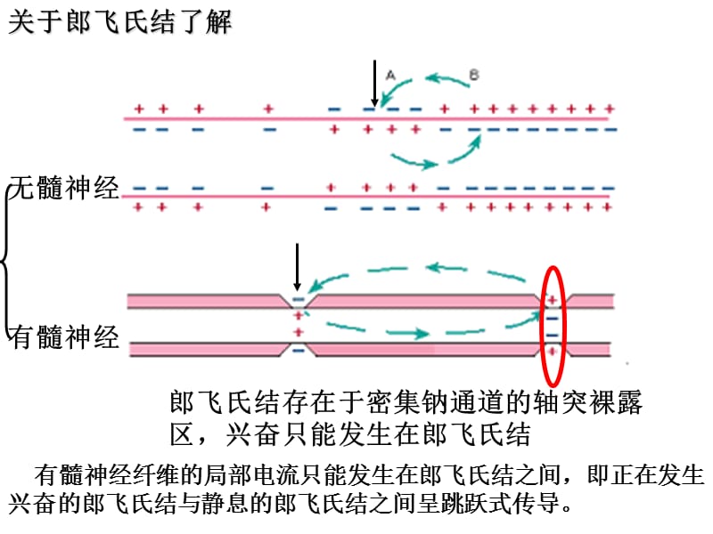 最新神经系统的结构与功能一轮复习2014-3-3ppt课件-PPT文档.ppt_第3页