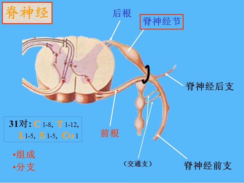 神经系统图解-文档资料.ppt_第1页