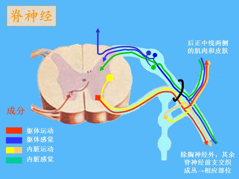 神经系统图解-文档资料.ppt_第2页