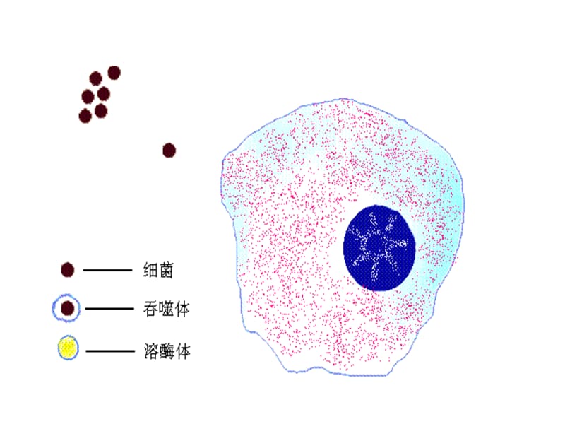 最新：生理-白细胞与血小板功能-文档资料.ppt_第2页