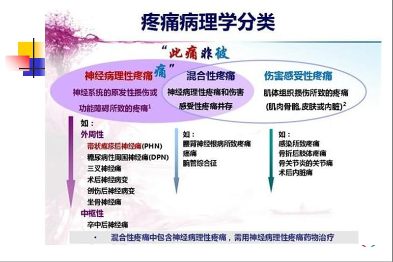 疼痛性周围神经病-钟镝-精选文档.ppt_第2页